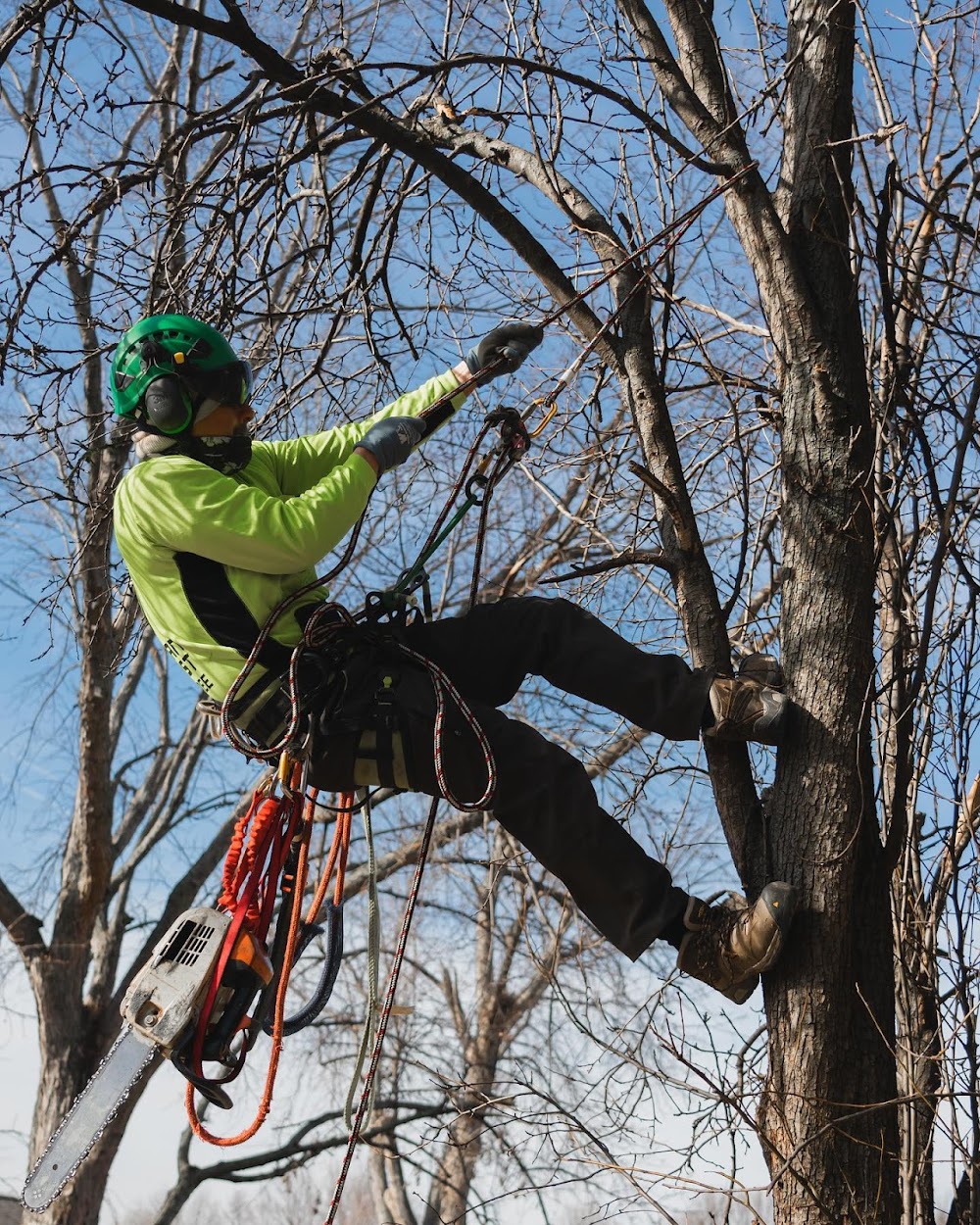 American Arborist